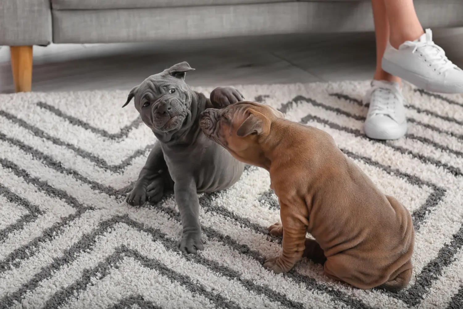 Thai Ridgeback kölyökkutya vásárlása felelősségvállalást jelent! Thai Ridgeback kiskutyák vásárlása.