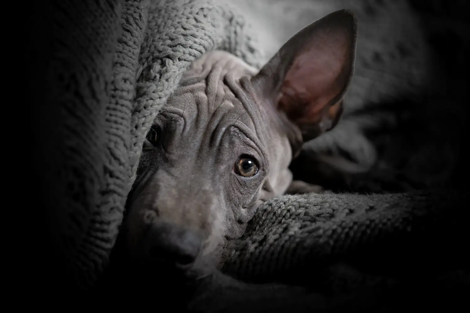 Thai Ridgeback kölyökkutya vásárlása felelősségvállalást jelent! Thai Ridgeback kiskutyák vásárlása.