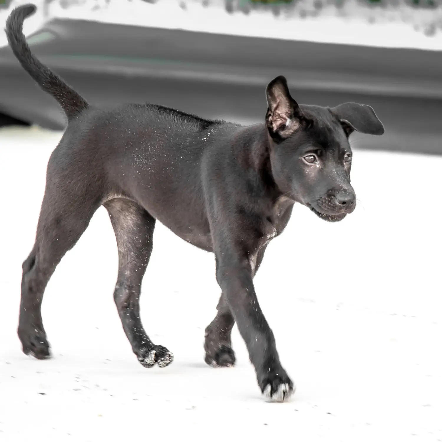 Thai Ridgeback kölyökkutya vásárlása felelősségvállalást jelent! Thai Ridgeback kiskutyák vásárlása.
