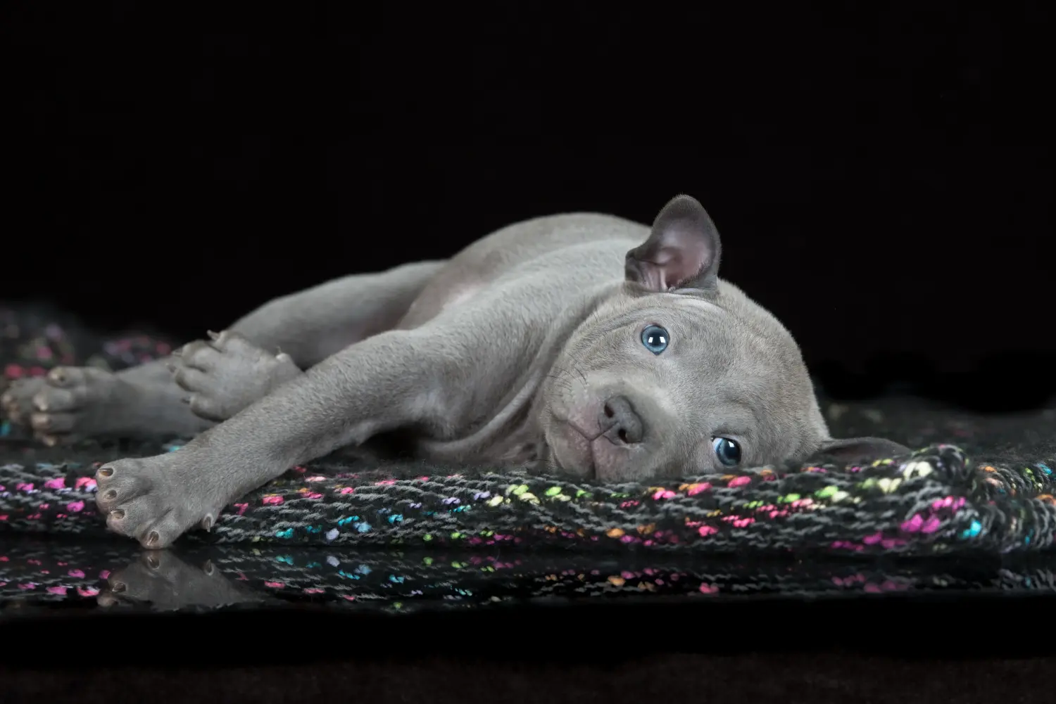 Thai Ridgeback kölyökkutya vásárlása felelősségvállalást jelent! Thai Ridgeback kiskutyák vásárlása.