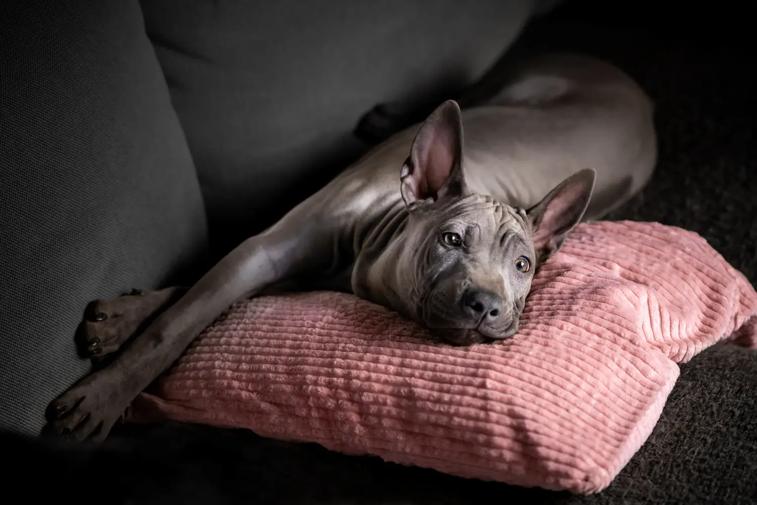 Thai Ridgeback kölyökkutya vásárlása felelősségvállalást jelent! Thai Ridgeback kiskutyák vásárlása.
