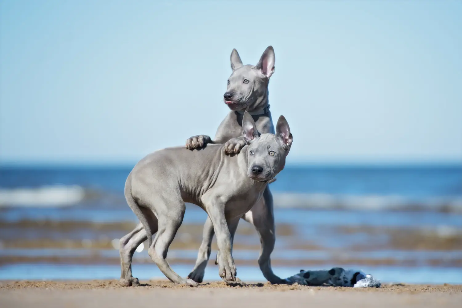 Thai Ridgeback kölyökkutya vásárlása felelősségvállalást jelent! Thai Ridgeback kiskutyák vásárlása.