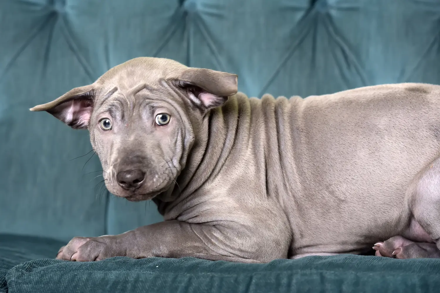 Thai Ridgeback kölyökkutya vásárlása felelősségvállalást jelent! Thai Ridgeback kiskutyák vásárlása.