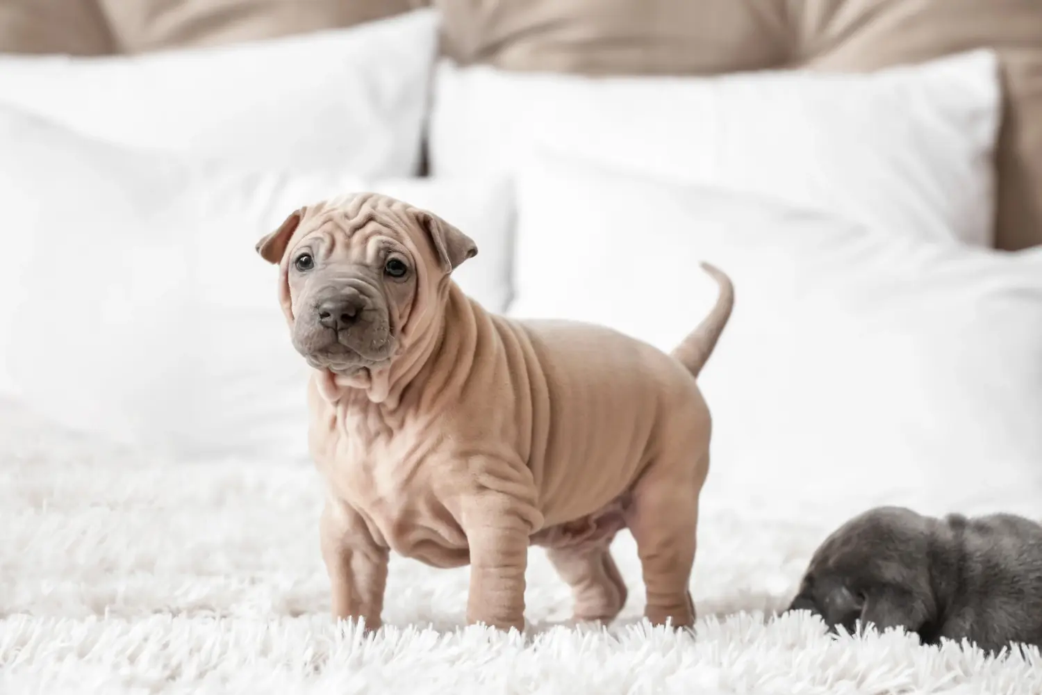 Thai Ridgeback kölyökkutya vásárlása felelősségvállalást jelent! Thai Ridgeback kiskutyák vásárlása.