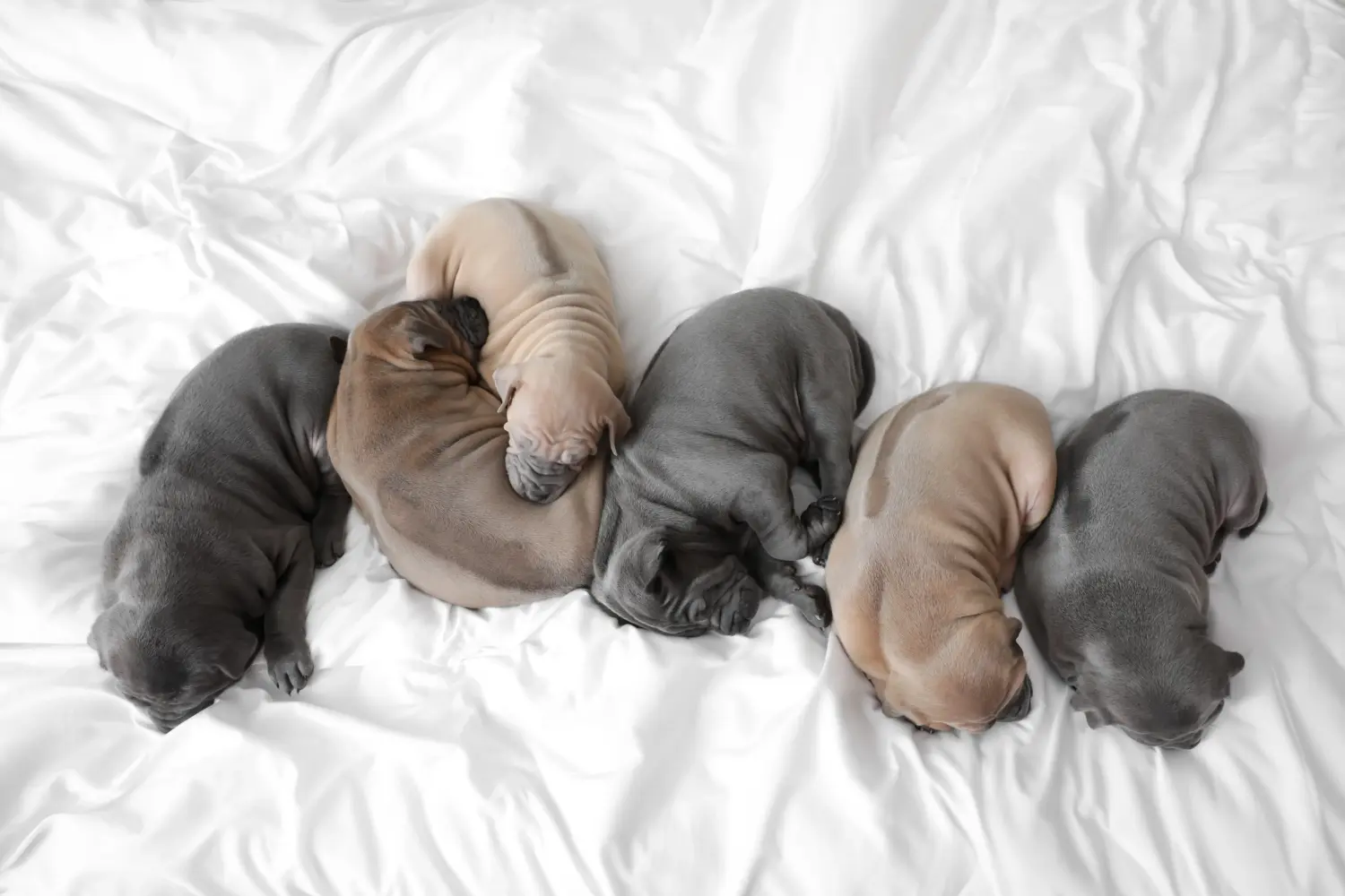 Thai Ridgeback kölyökkutya vásárlása felelősségvállalást jelent! Thai Ridgeback kiskutyák vásárlása.