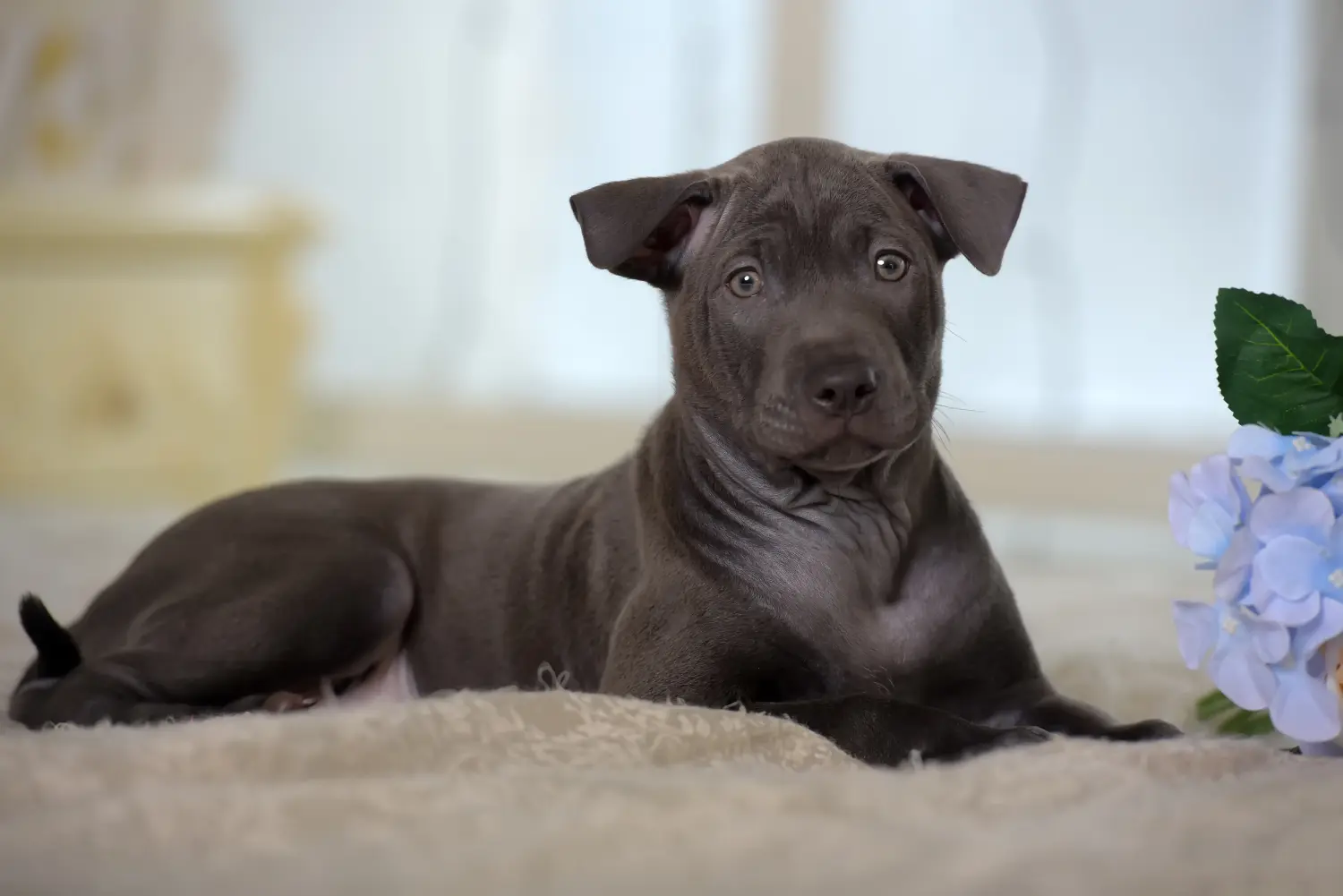 Thai Ridgeback kölyökkutya vásárlása felelősségvállalást jelent! Thai Ridgeback kiskutyák vásárlása.