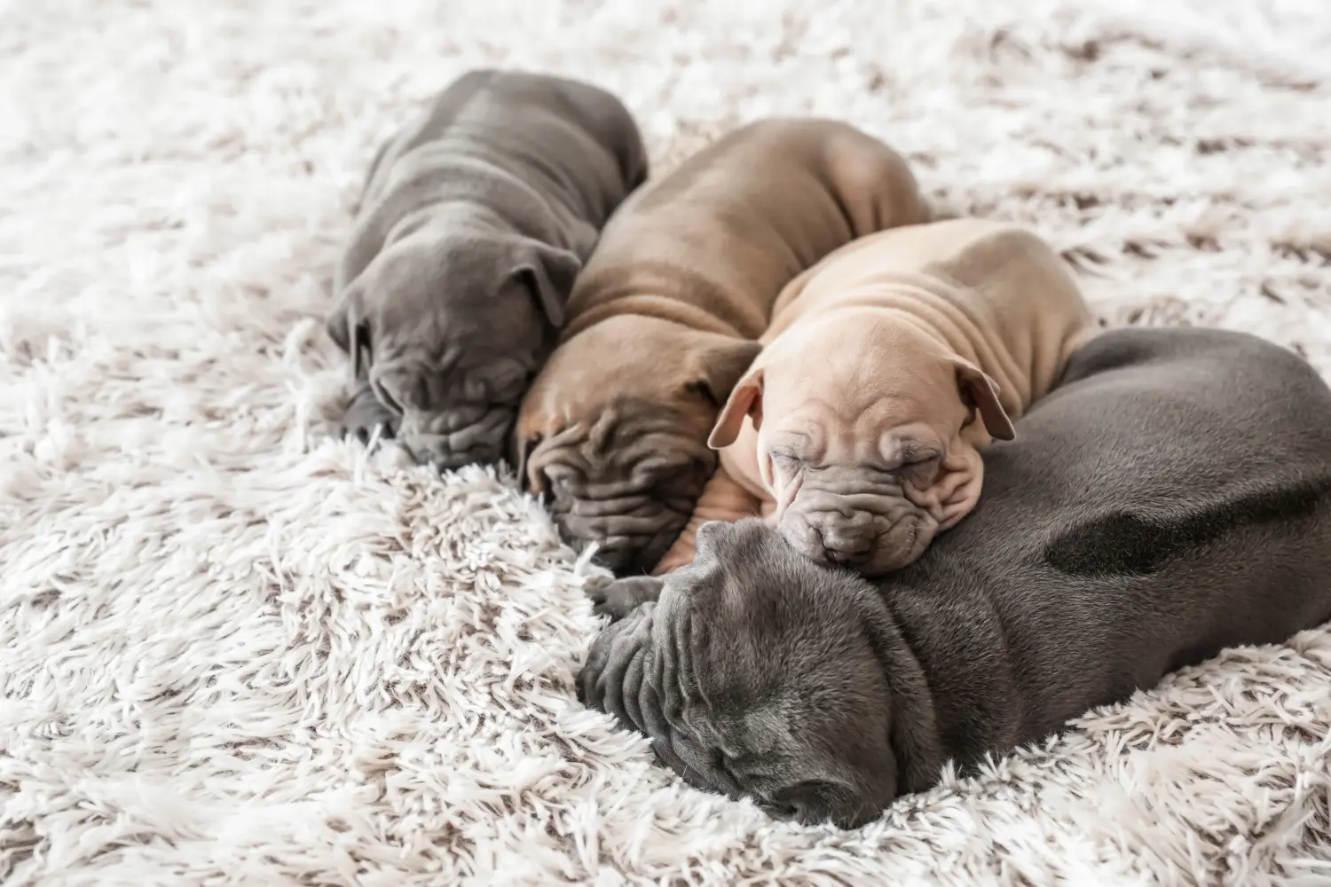Thai Ridgeback kölyökkutya vásárlása felelősségvállalást jelent! Thai Ridgeback kiskutyák vásárlása.