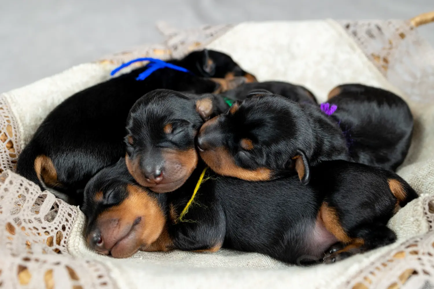Egy miniatűr pinscher kiskutya megvásárlása felelősségvállalást jelent! Vásároljon miniatűr pinscher kiskutyákat.
