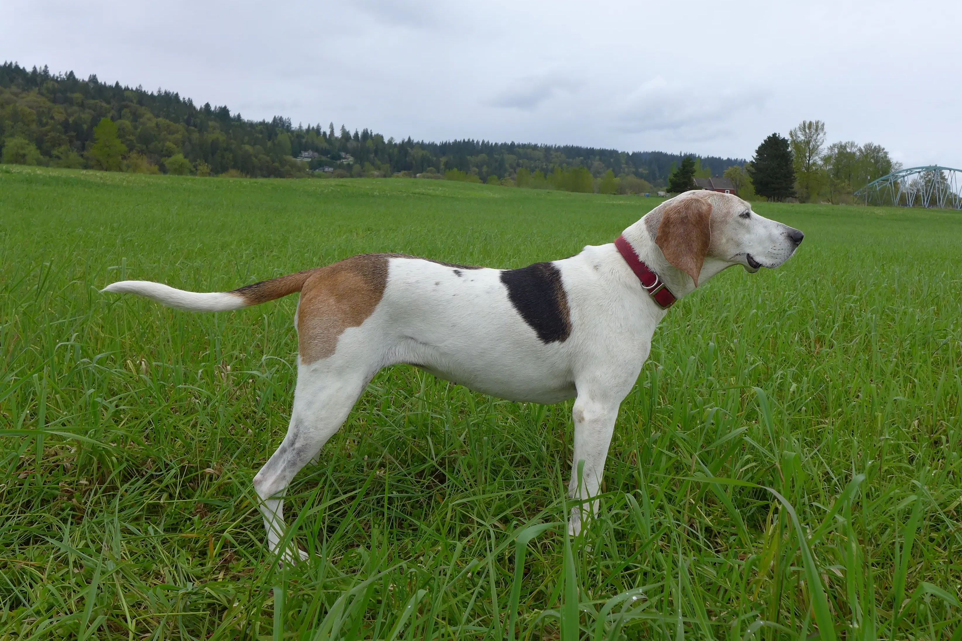Treeing Walker Coonhound kiskutyák és tenyésztők Találd meg a Treeing Walker Coonhounds tenyésztőket a közeledben.