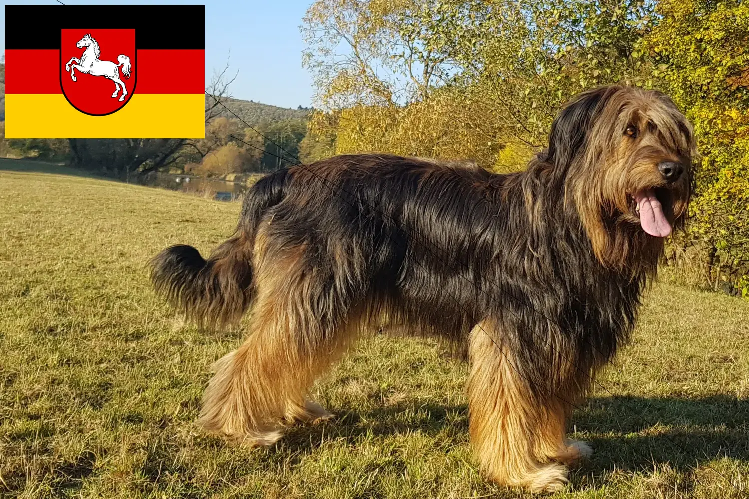 Read more about the article Wäller tenyésztők és kiskutyák Alsó-Szászországban