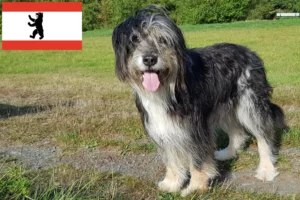 Read more about the article Wäller tenyésztők és kiskutyák Berlinben
