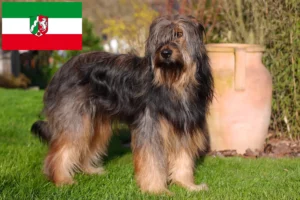 Read more about the article Wäller tenyésztők és kölyökkutyák Észak-Rajna-Vesztfáliában