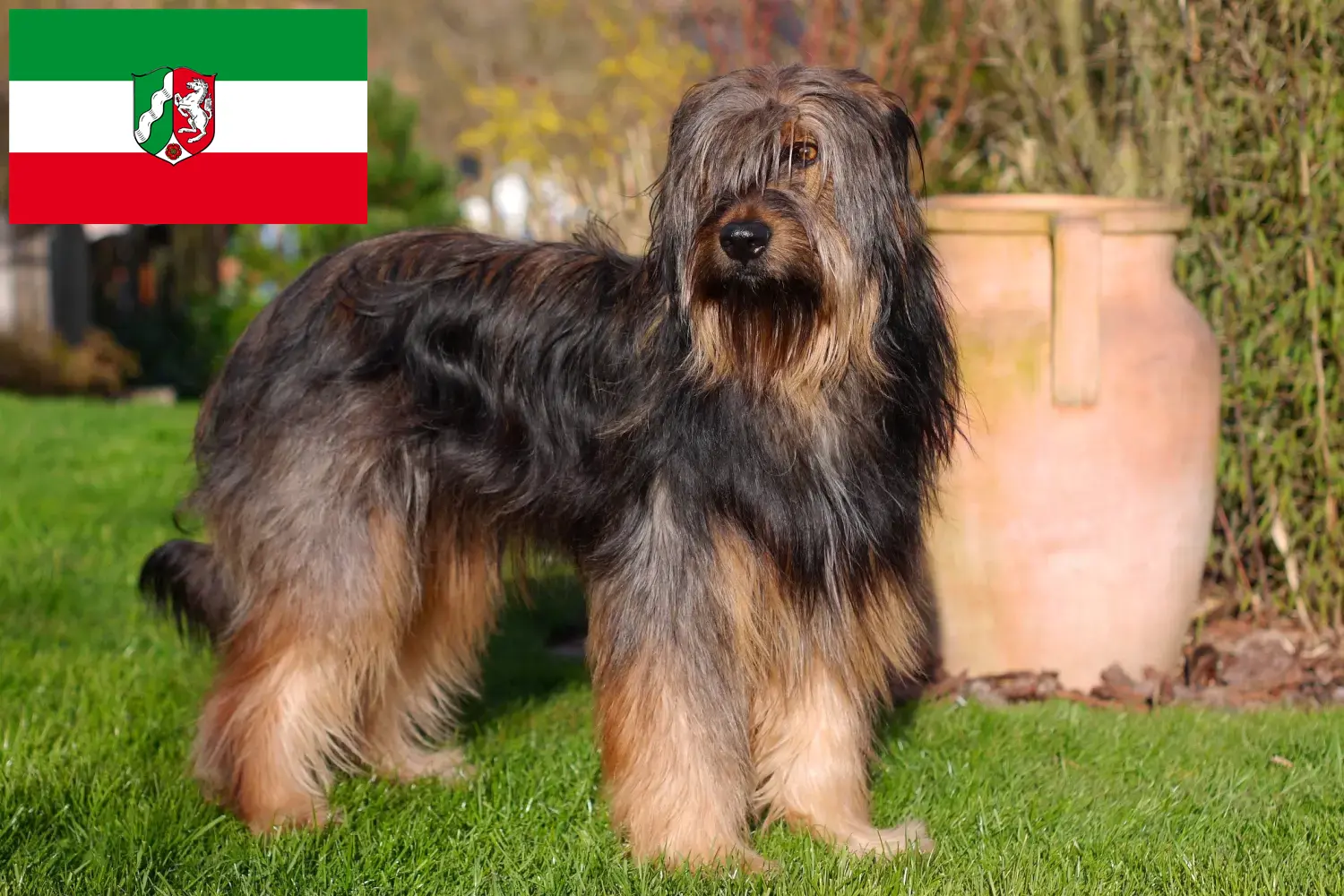 Wäller kiskutyák és tenyésztők Észak-Rajna-Vesztfália Itt talál Wäller tenyésztőket Észak-Rajna-Vesztfáliában.