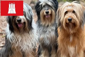Read more about the article Wäller tenyésztők és kölykök Hamburgban