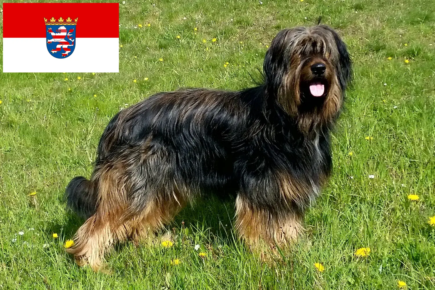 Wäller kiskutyák és tenyésztők Hessen Itt megtalálja a hesseni Wäller tenyésztőket.