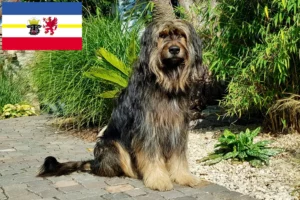 Read more about the article Wäller tenyésztők és kiskutyák Mecklenburg-Vorpommernben