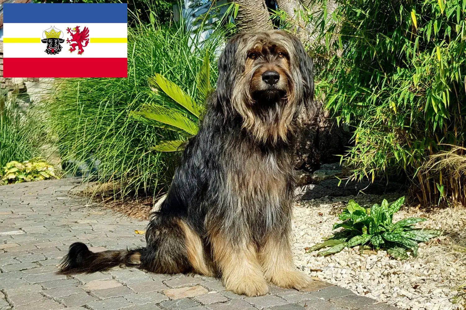 Read more about the article Wäller tenyésztők és kiskutyák Mecklenburg-Vorpommernben