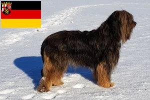Read more about the article Wäller tenyésztők és kiskutyák Rajna-vidék-Pfalzban
