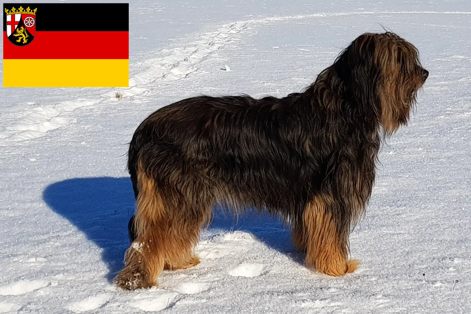 Read more about the article Wäller tenyésztők és kiskutyák Rajna-vidék-Pfalzban