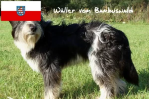 Read more about the article Wäller tenyésztők és kiskutyák Türingiában