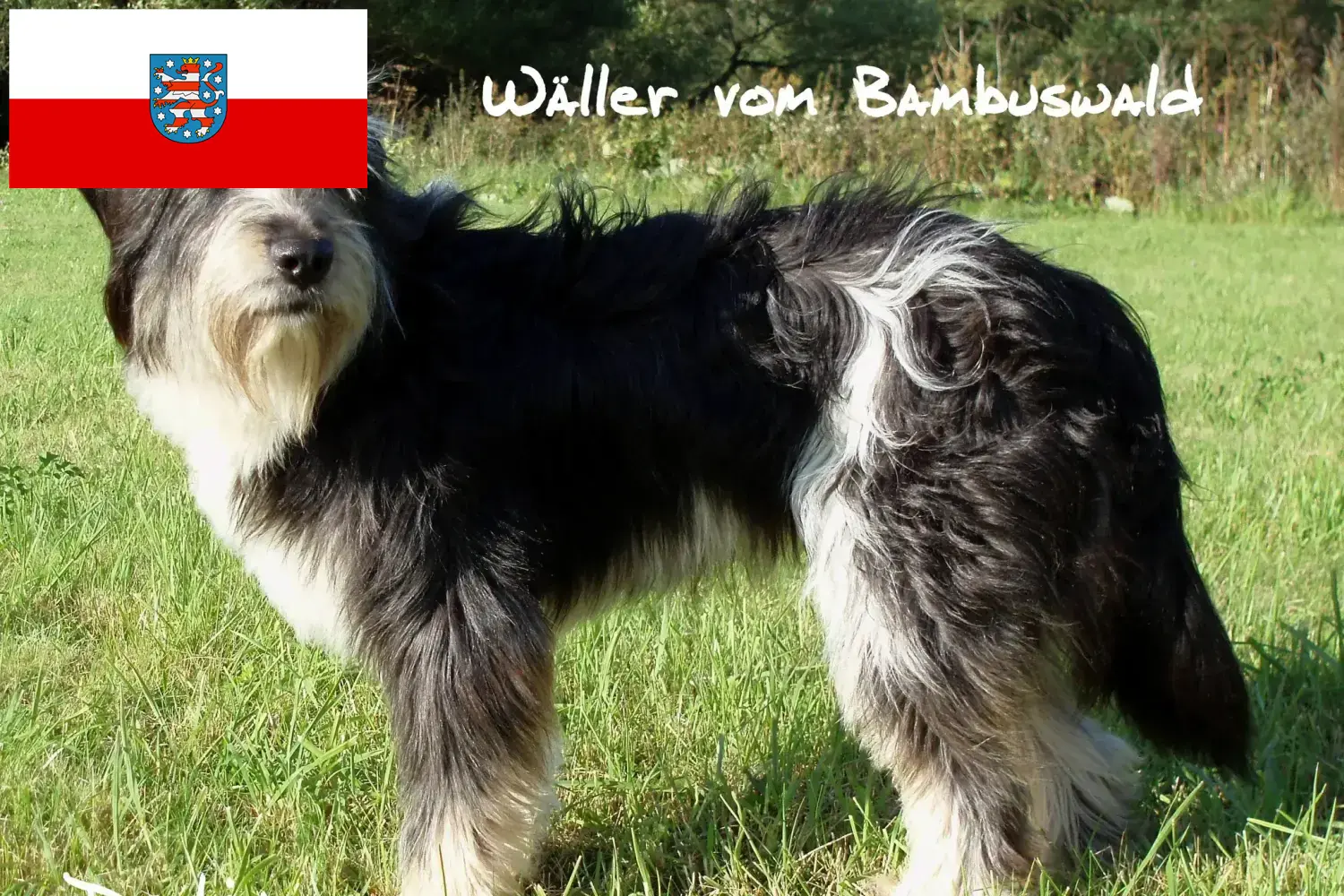 Wäller kiskutyák és tenyésztők Türingia Itt talál Wäller tenyésztőket Türingiában.