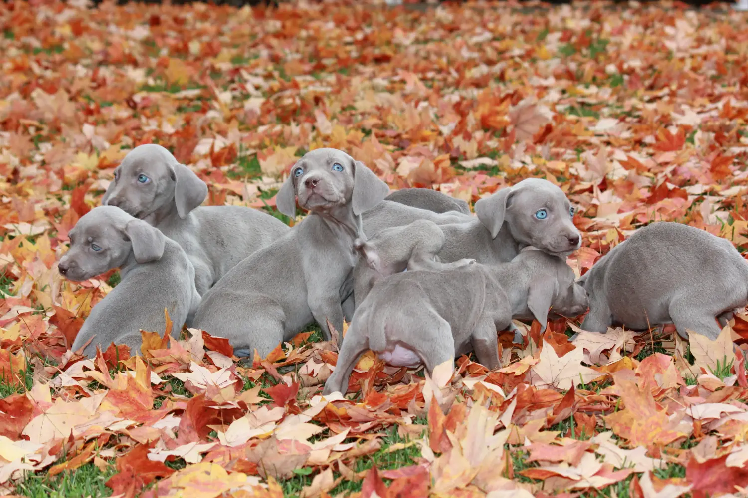 Weimaraner kölyökkutya vásárlása felelősségvállalást jelent! Weimaraner kölyökkutyák vásárlása.