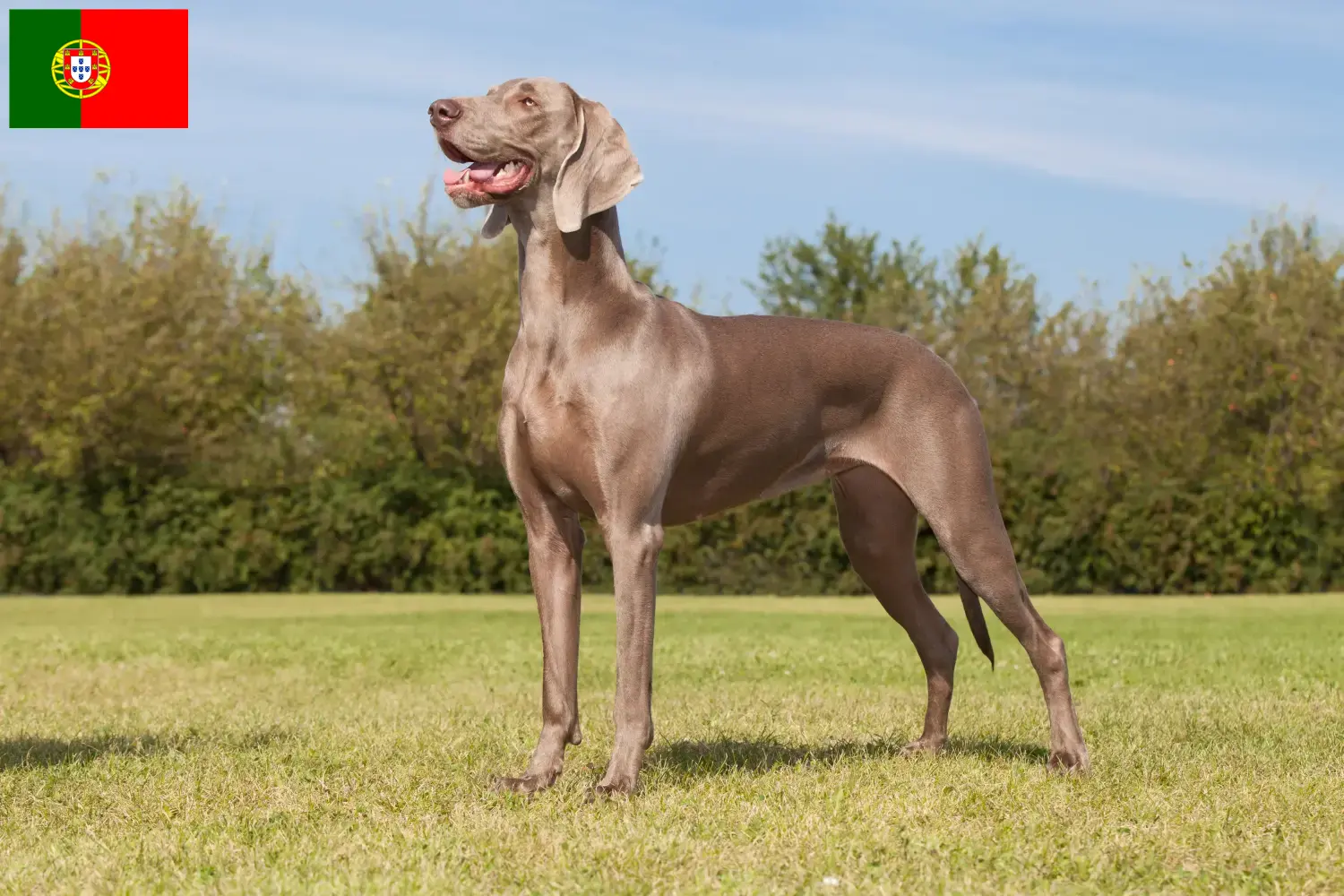 Weimaraner kölykök és tenyésztők Portugália Itt megtalálja a portugáliai weimaraer tenyésztőket.
