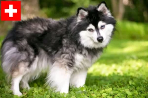Read more about the article Alaszkai Klee Kai tenyésztők és kölykök Svájcban
