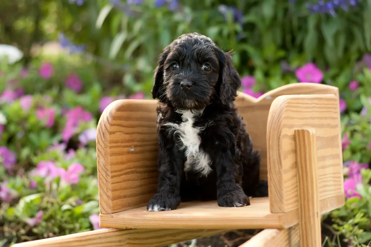 Cockapoo kölyökkutya vásárlása felelősségvállalást jelent! Cockapoo kiskutyák vásárlása.