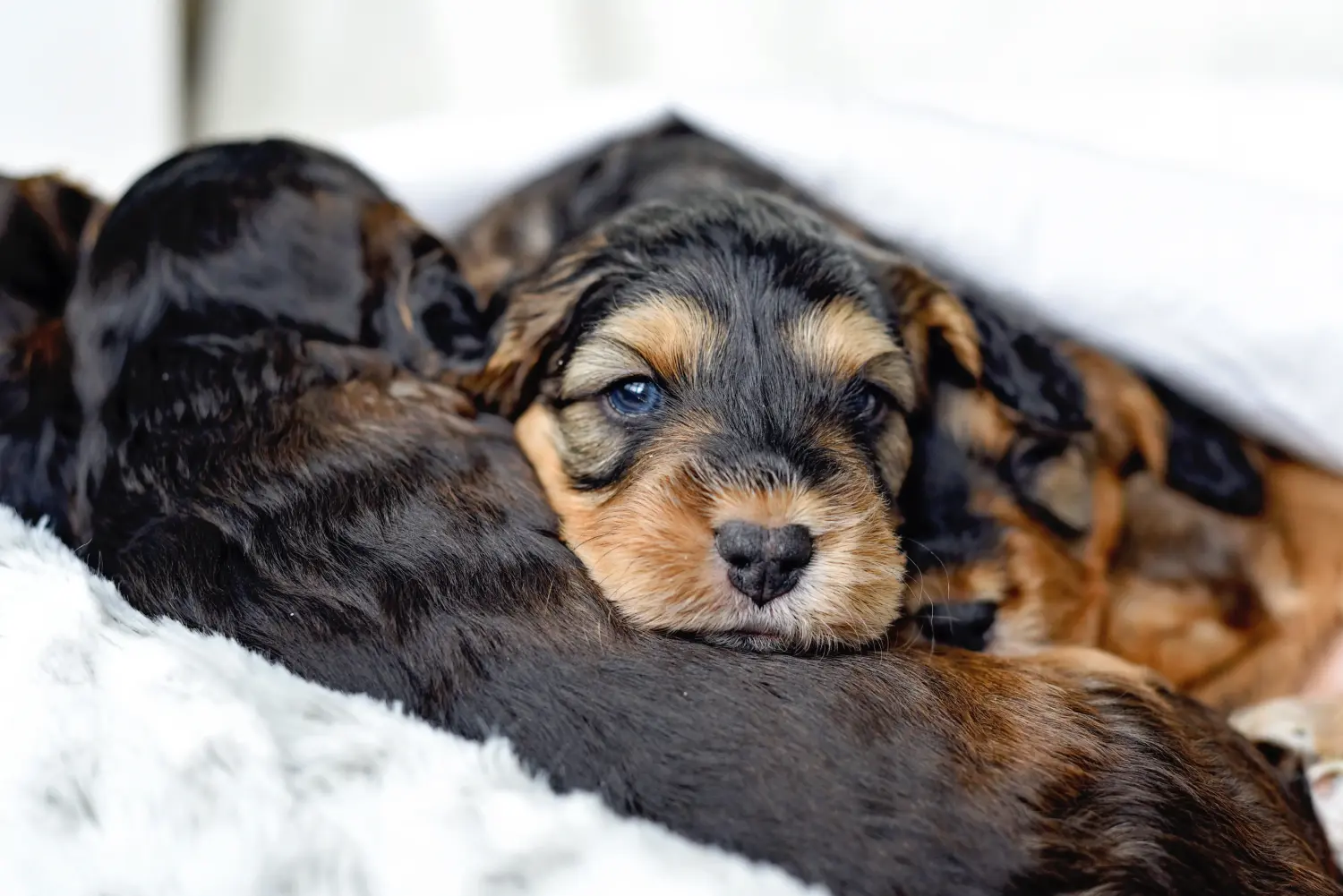 Cockapoo kölyökkutya vásárlása felelősségvállalást jelent! Cockapoo kiskutyák vásárlása.