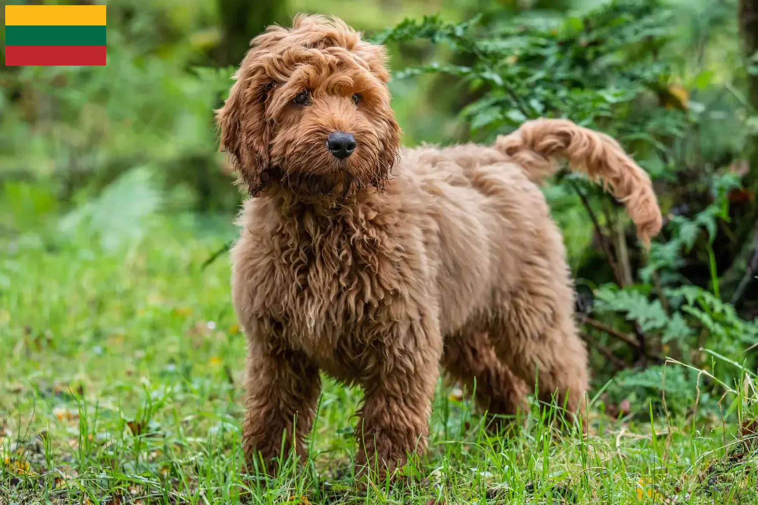 Read more about the article Cockapoo tenyésztők és kölykök Litvániában