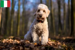 Read more about the article Cockapoo tenyésztők és kölykök Olaszországban