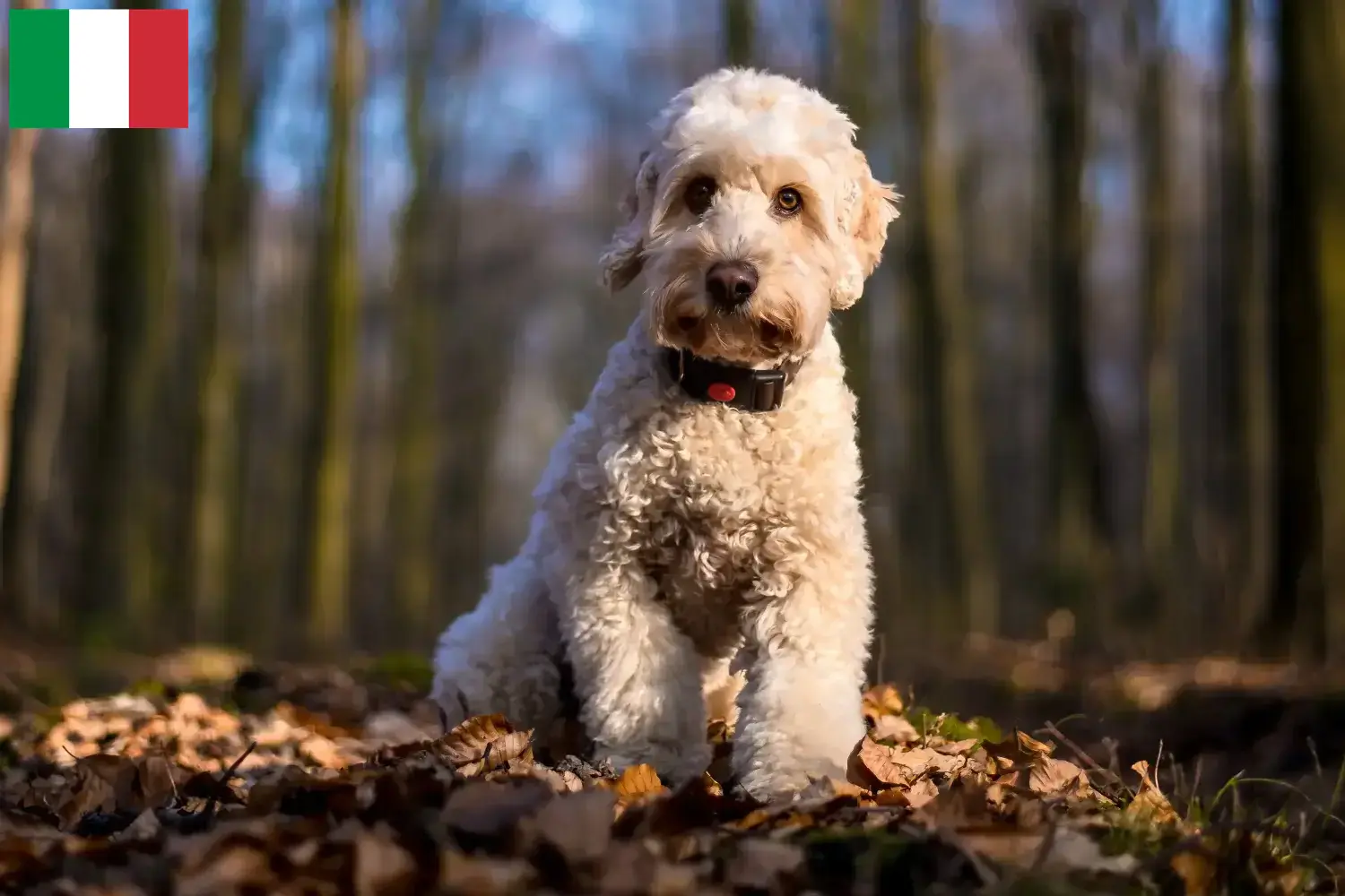 Cockapoo kiskutyák és tenyésztők Olaszországban Itt megtalálja az olaszországi kakadu tenyésztőket.