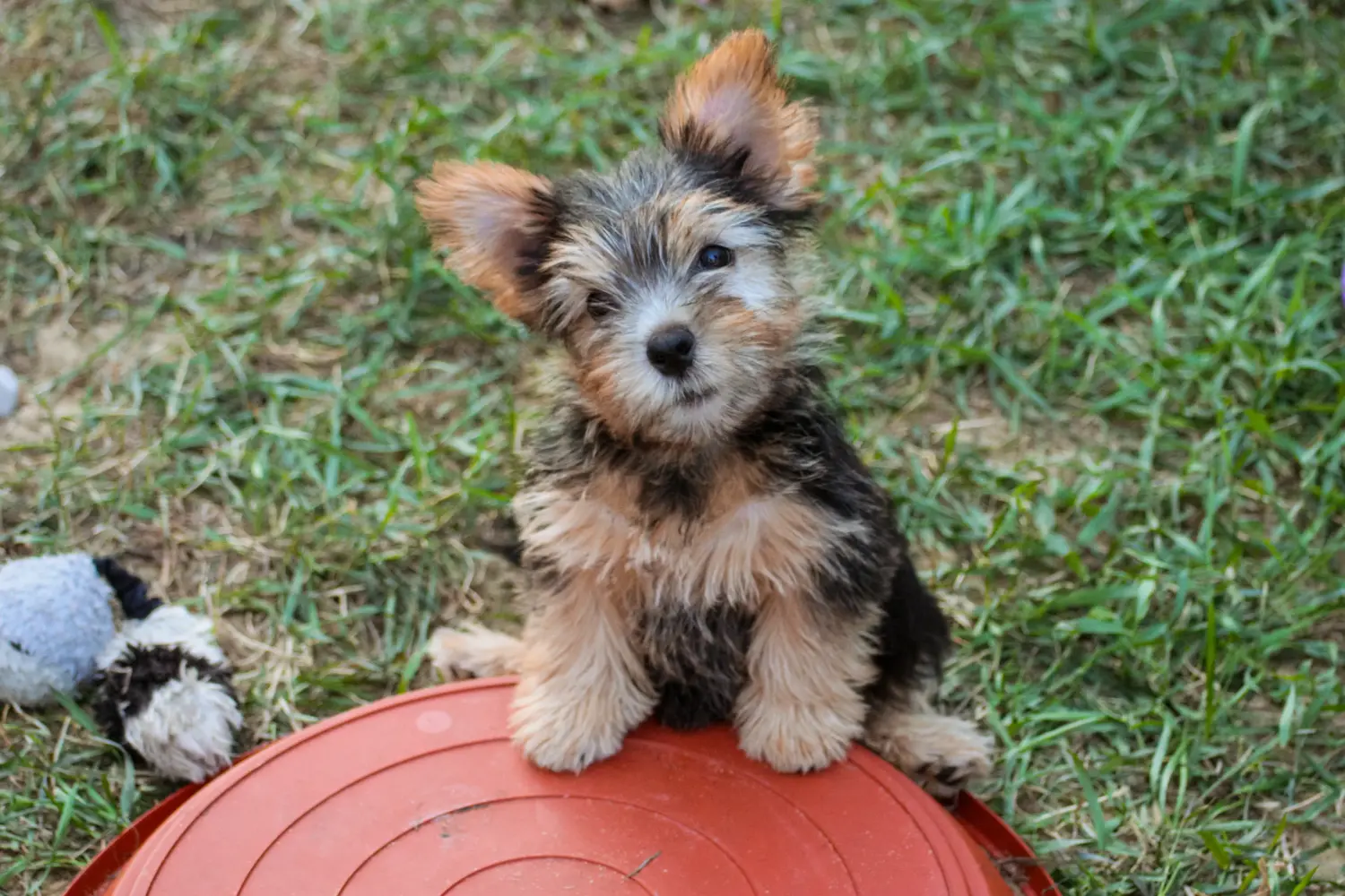 Norwich terrier kiskutya vásárlása felelősségvállalást jelent! Norwich terrier kiskutyák vásárlása.