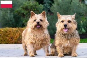 Read more about the article Norwich Terrier tenyésztők és kölykök Lengyelországban