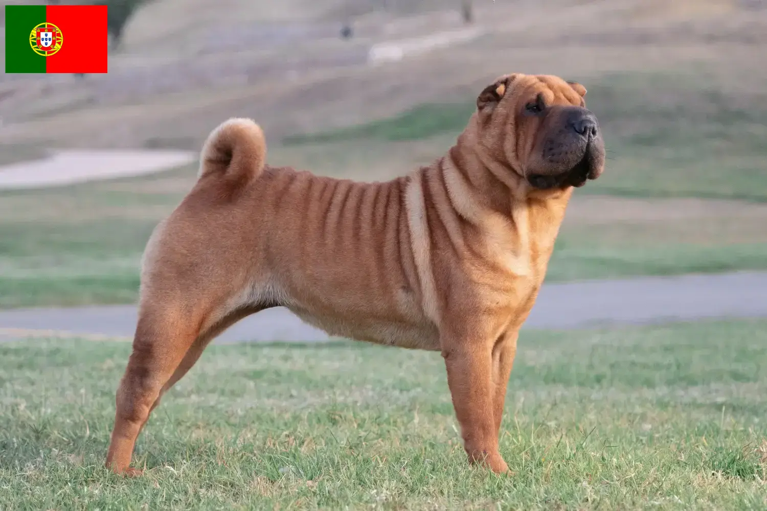 Shar Pei kiskutyák és tenyésztők Portugália Shar-Pei tenyésztőket Portugália területén itt találsz.