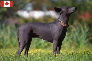 Read more about the article Xolo tenyésztők és kölykök Kanadában