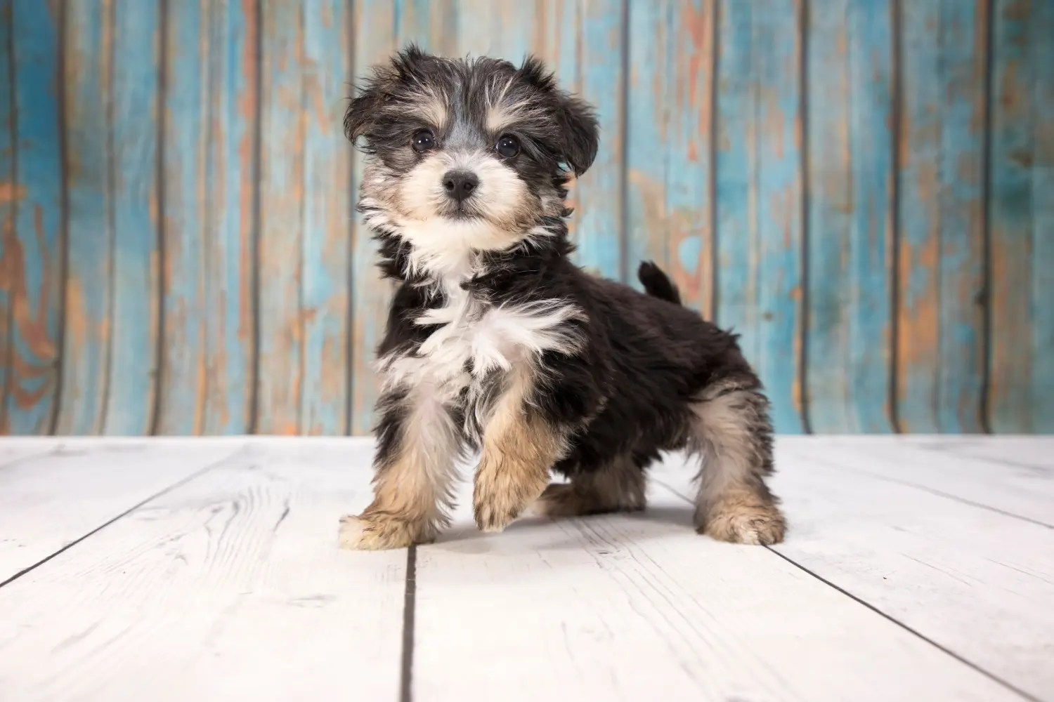 Egy Yorkipoo kölyökkutya megvásárlása felelősségvállalást jelent! Vásároljon Yorkipoo kölyökkutyákat.