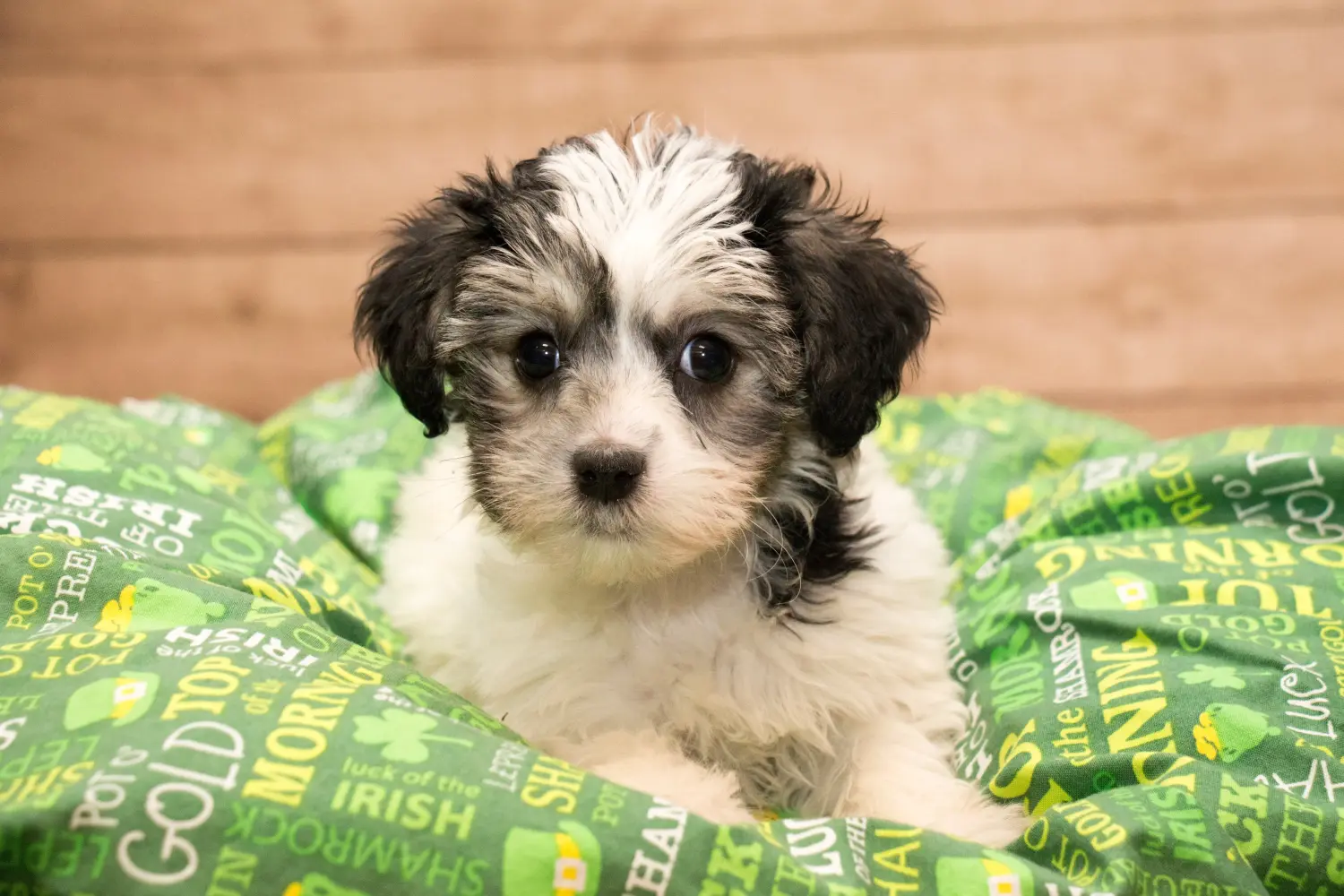 Egy Yorkipoo kölyökkutya megvásárlása felelősségvállalást jelent! Vásároljon Yorkipoo kölyökkutyákat.