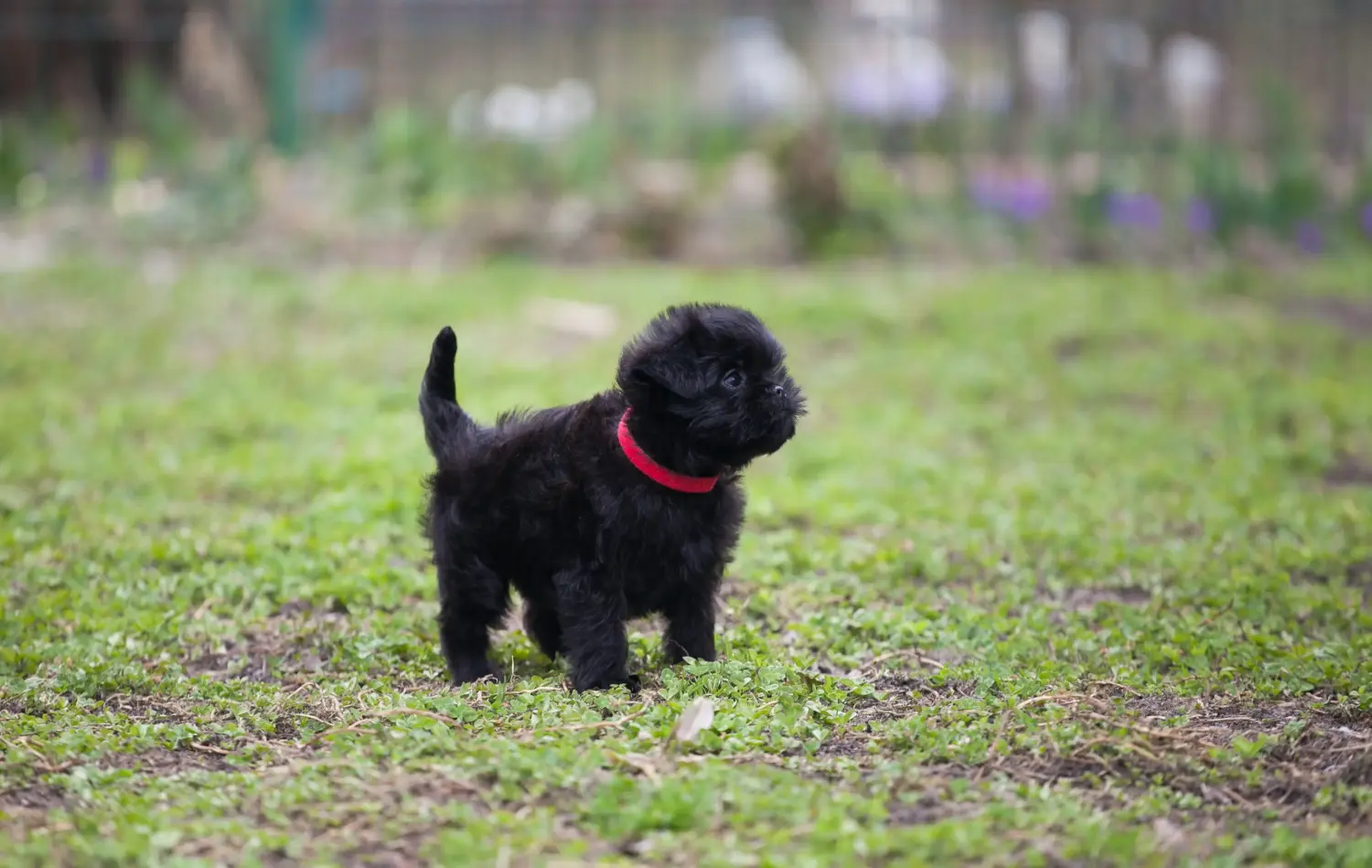 Affenpinscher kiskutya vásárlása felelősségvállalást jelent! Affenpinscher kiskutyák vásárlása.