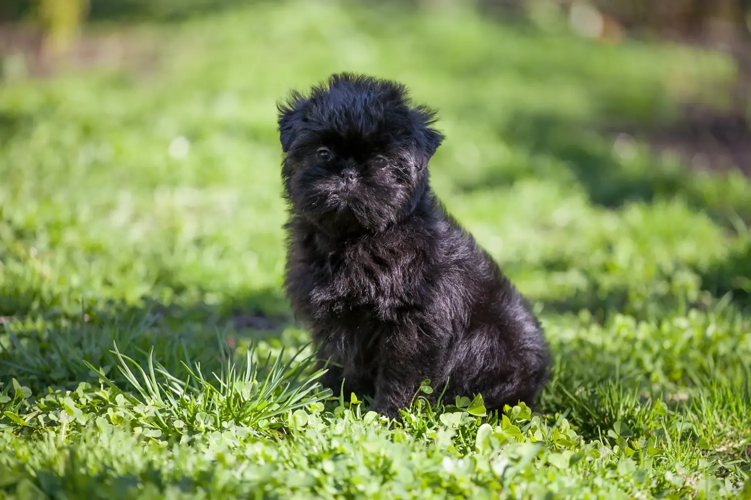Affenpinscher kiskutya vásárlása felelősségvállalást jelent! Affenpinscher kiskutyák vásárlása.
