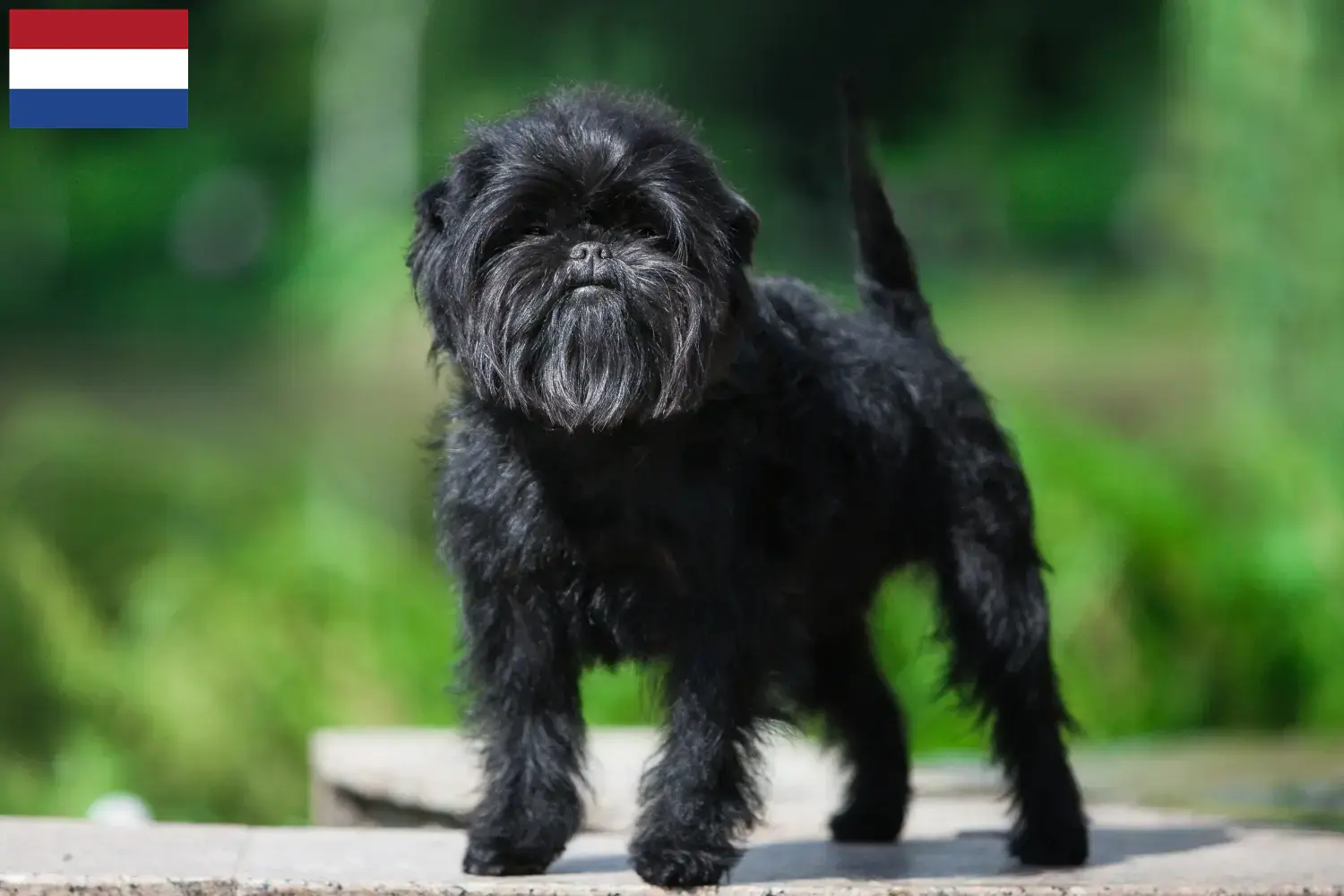 Affenpinscher kiskutyák és tenyésztők Hollandia Itt talál Affenpinscher tenyésztőket Hollandiában.