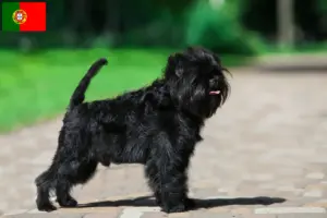 Read more about the article Affenpinscher tenyésztők és kölykök Portugáliában