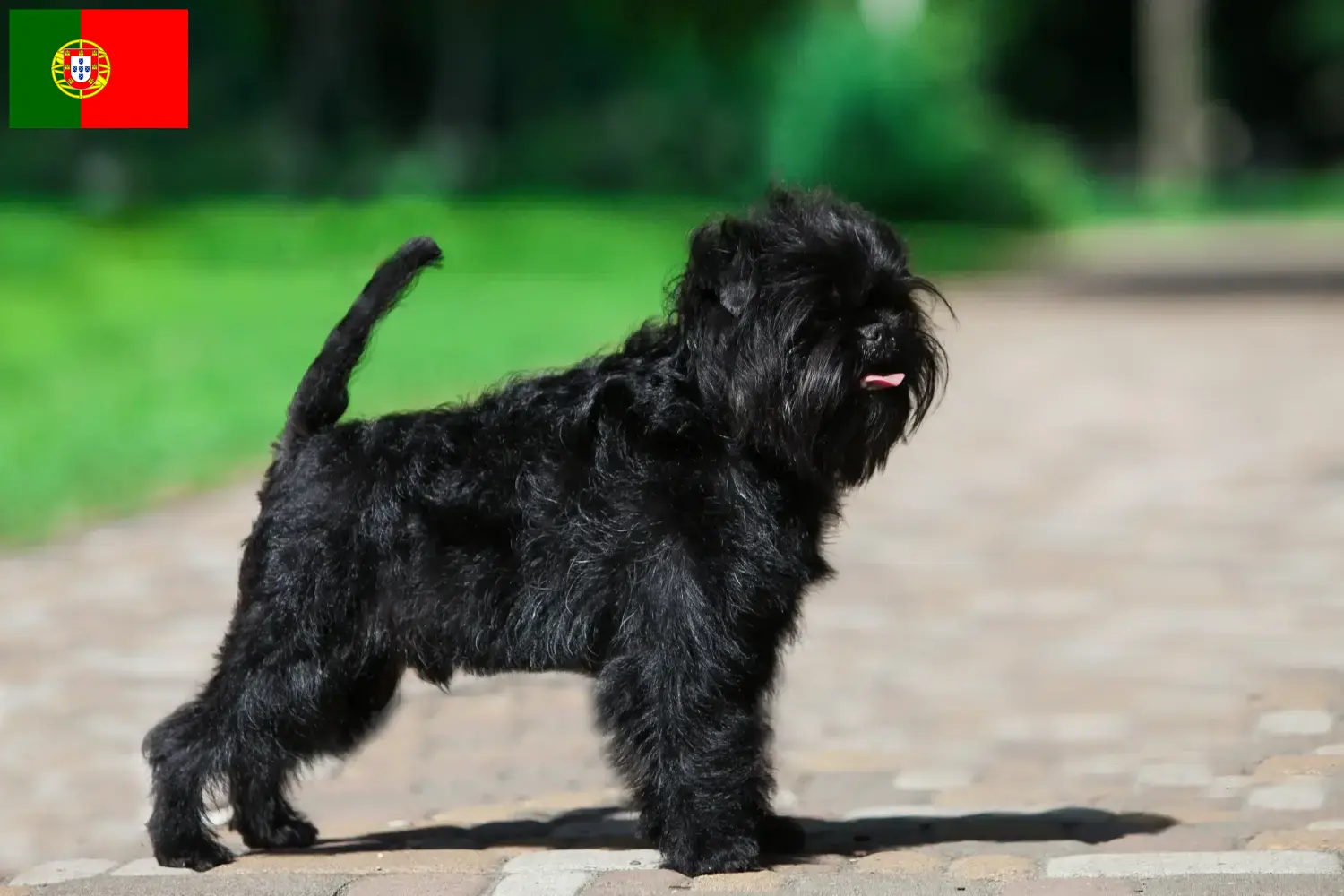 Affenpinscher kiskutyák és tenyésztők Portugália Itt találhat Affenpinscher tenyésztőket Portugáliában.