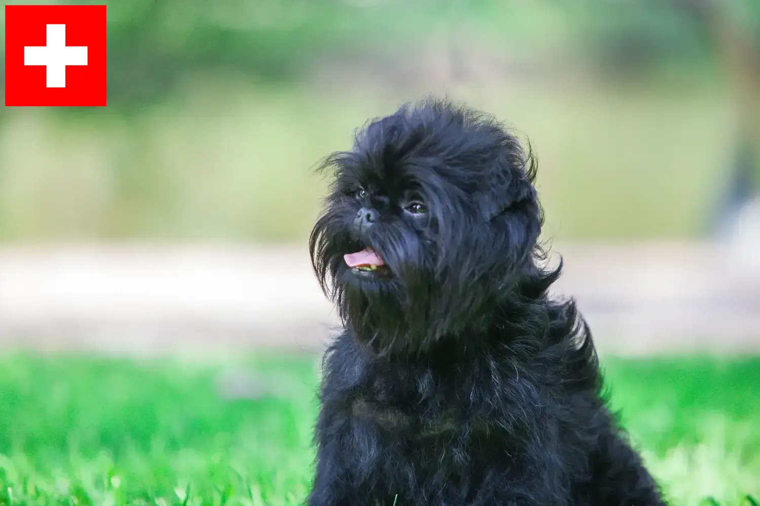 Affenpinscher kölykök és tenyésztők Svájcban Itt talál Affenpinscher tenyésztőket Svájcban.