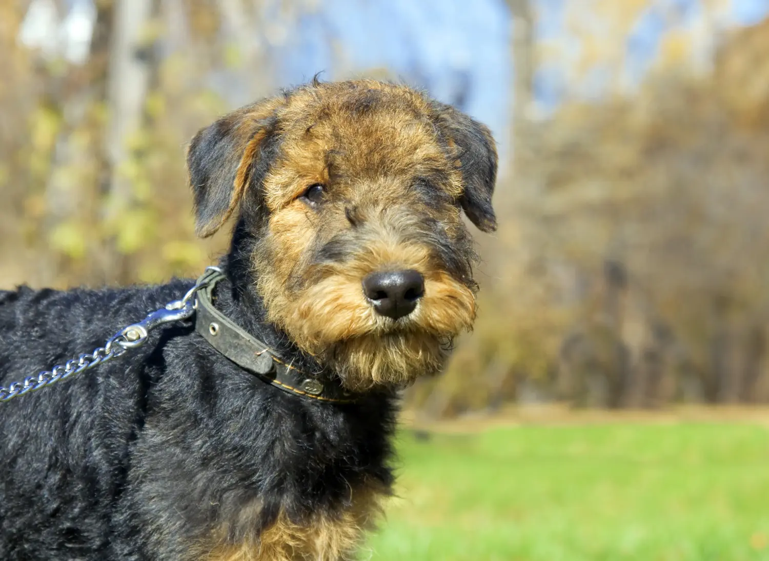 Airedale terrier kölyökkutya vásárlása felelősségvállalást jelent! Airedale terrier kölyökkutyák vásárlása.