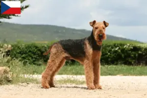 Read more about the article Airedale terrier tenyésztők és kölykök Csehországban
