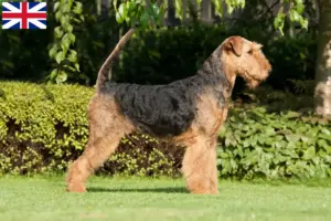 Read more about the article Airedale terrier tenyésztők és kölykök Nagy-Britanniában