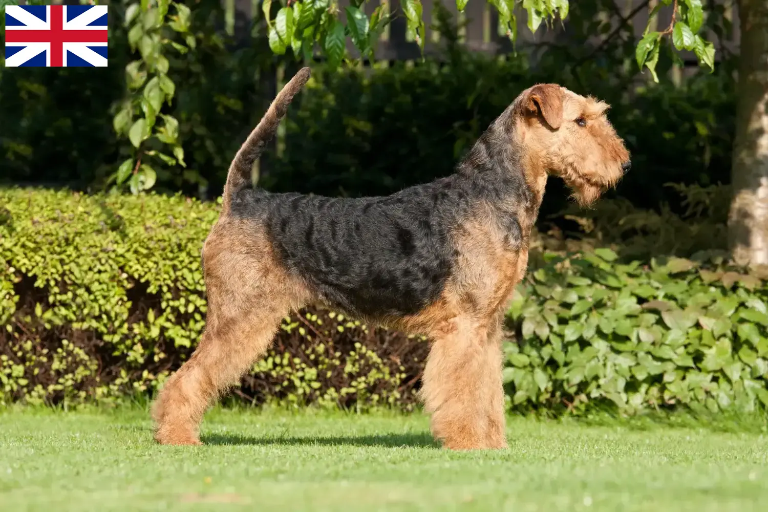 Airedale terrier kölykök és tenyésztők Nagy-Britannia Keresse meg az Airedale terrier tenyésztőket az Egyesült Királyságban.