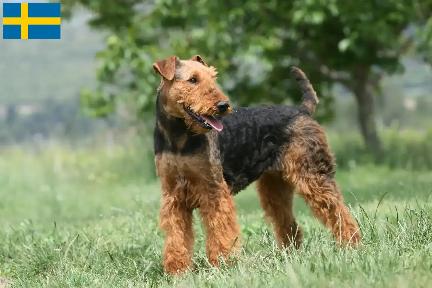 Airedale terrier kölykök és tenyésztők Svédországban Airedale terrier tenyésztőket Svédországban itt találsz.